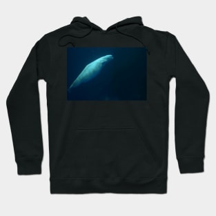 Beluga Whale Swimming Solo Hoodie